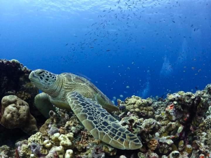 Dea Gili Cottages Gili Meno Kültér fotó